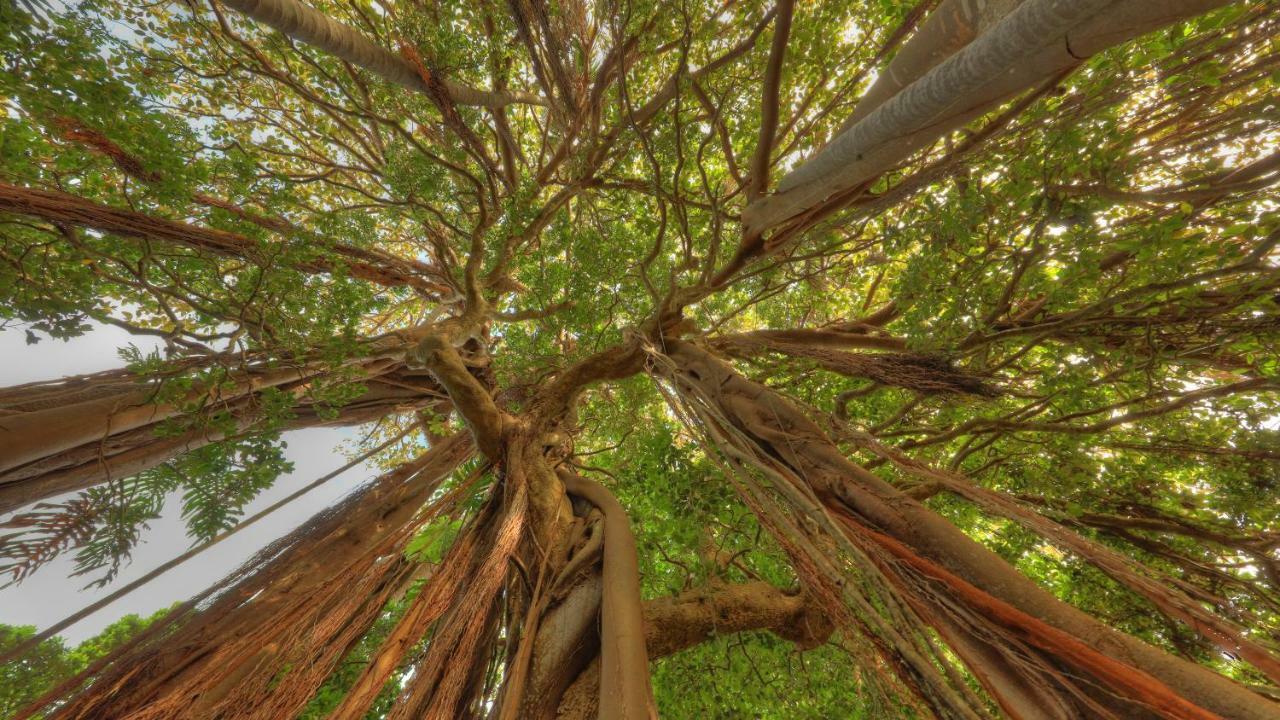 The Broken Banyan Apartment Lord Howe Island Exterior photo